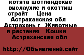 котята шотландские вислаухие и скоттиш страйт. › Цена ­ 1 500 - Астраханская обл., Астрахань г. Животные и растения » Кошки   . Астраханская обл.